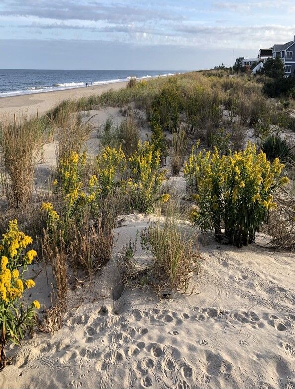 Seaside goldenrod dunes.jpg